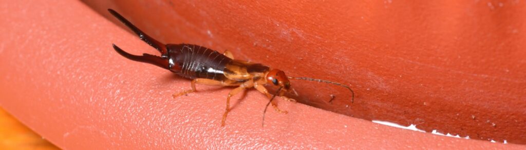 What Should I Do if I Have an Earwig Problem?