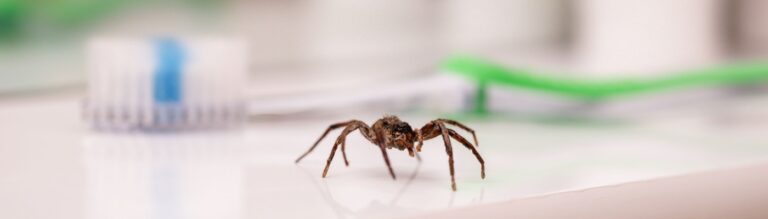 Spider Control Experts in Boise, ID