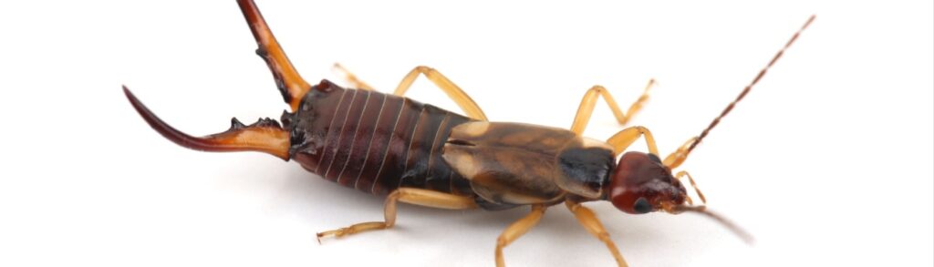 Are Earwigs Common in Meridian, ID?