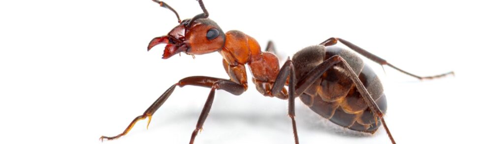 Best Ant Exterminators in Boise, ID