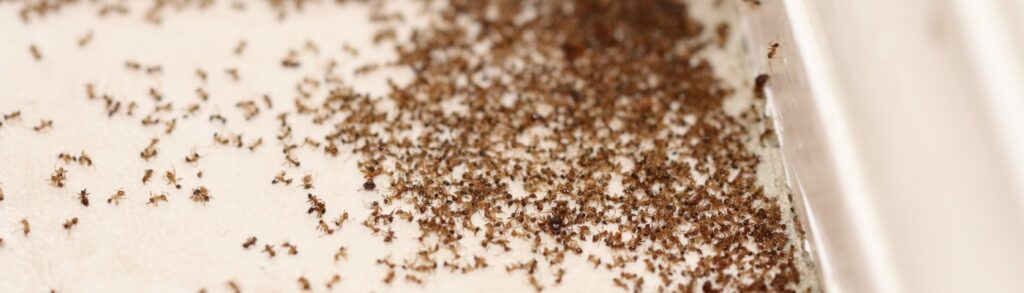 How Do I Know if I Have an Ant Infestation in My Home?