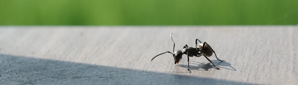 Ant Control Experts in Boise, ID