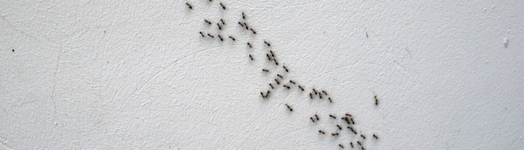 Why Do I Have a Trail of Ants in My Kitchen?