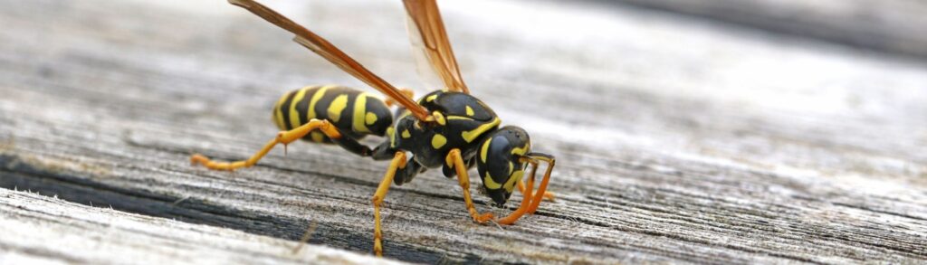 Best Wasp Exterminator in Boise, ID