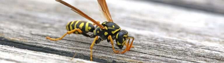 Best Wasp Exterminator in Boise, ID