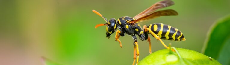 Wasp Control Experts in Boise, ID