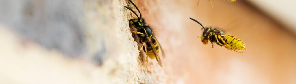 Wasp Removal and Elimination Services in Boise, ID