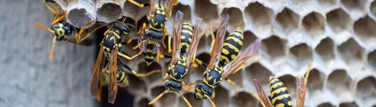 Why Do I Have a Wasp Problem in My Yard?