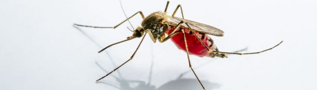 Mosquito Prevention Tips for Boise Homeowners