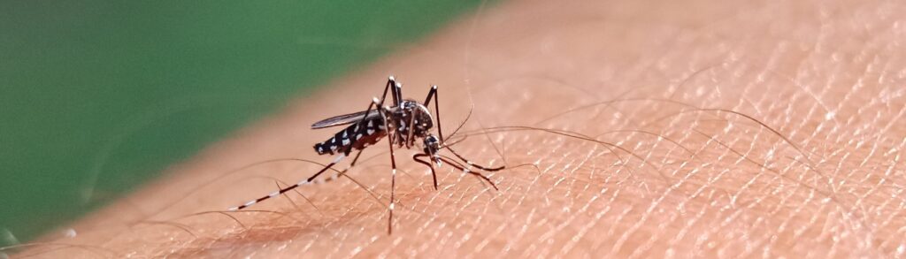 Protect Your Boise, ID Home from Mosquitoes