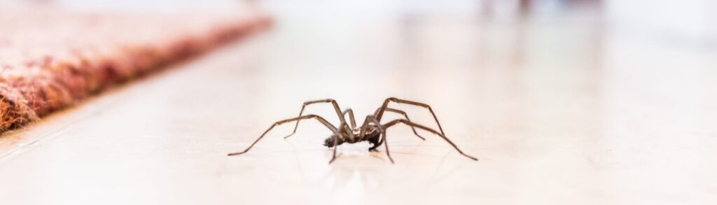 How to Eliminate Spiders from Your Home