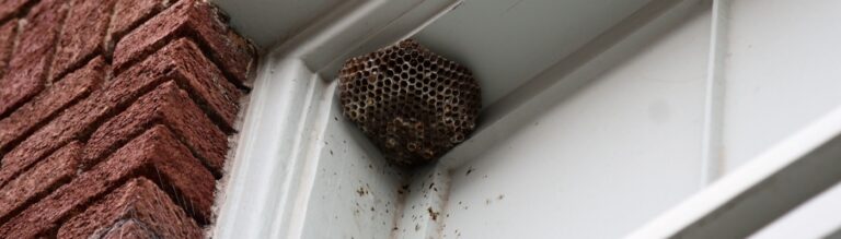 What Should I Do if I See a Wasp Nest Near My Home?