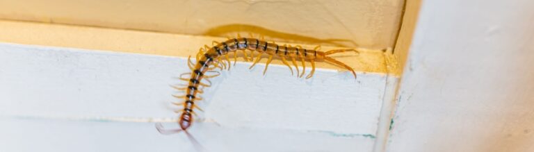 Centipede Control Experts in Boise, ID