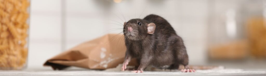 Rodent Control Experts in Boise, ID