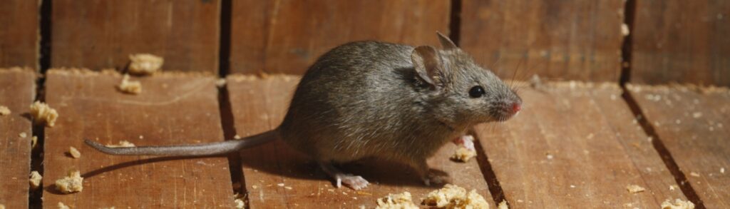 Do Rodents Carry and Spread Disease?