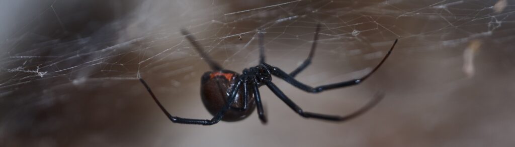 Are Eco-Friendly Pest Control Solutions Effective for Spiders?