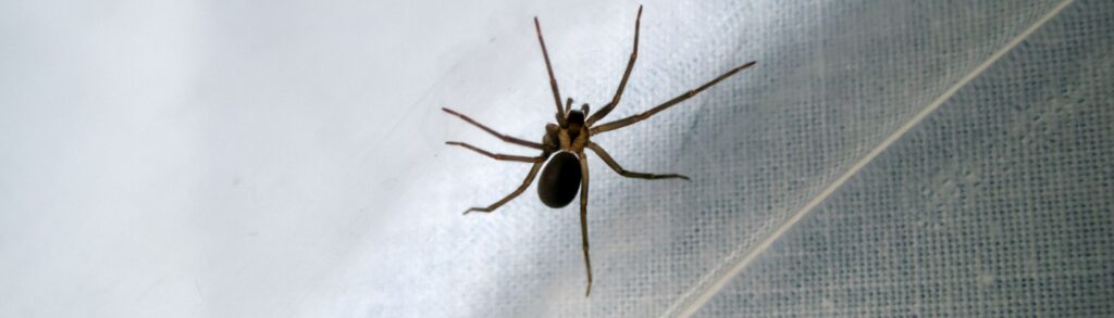 Spider Prevention Tips for Boise, ID Homeowners