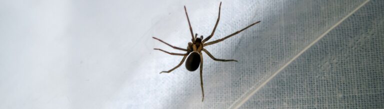 Spider Prevention Tips for Boise, ID Homeowners