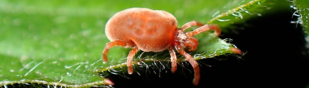 Mite Control Experts in Boise ID