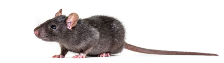 Safe and Effective Rodent Control Solutions in Boise