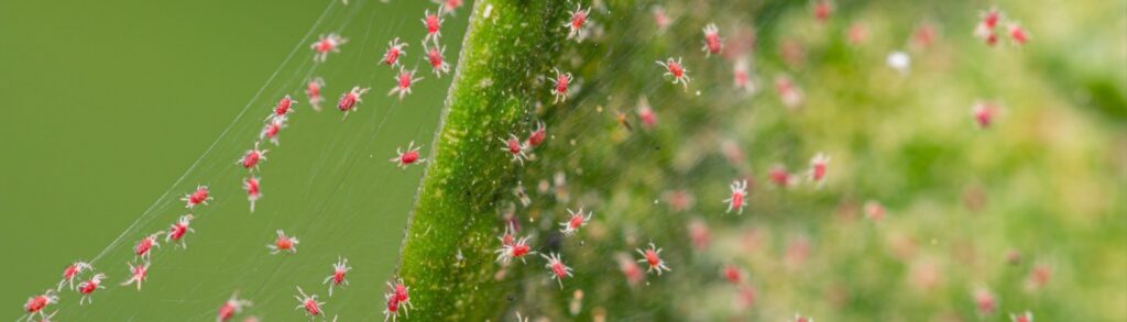 Protect Your Boise Home and Yard from a Mite Infestation