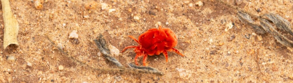 What Should I Do if I Have a Mite Problem in My Yard?