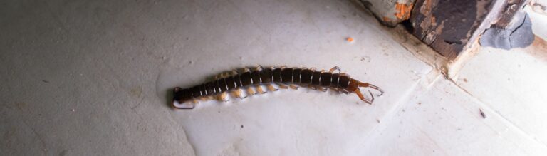 Are Centipedes a Common Problem in Boise?