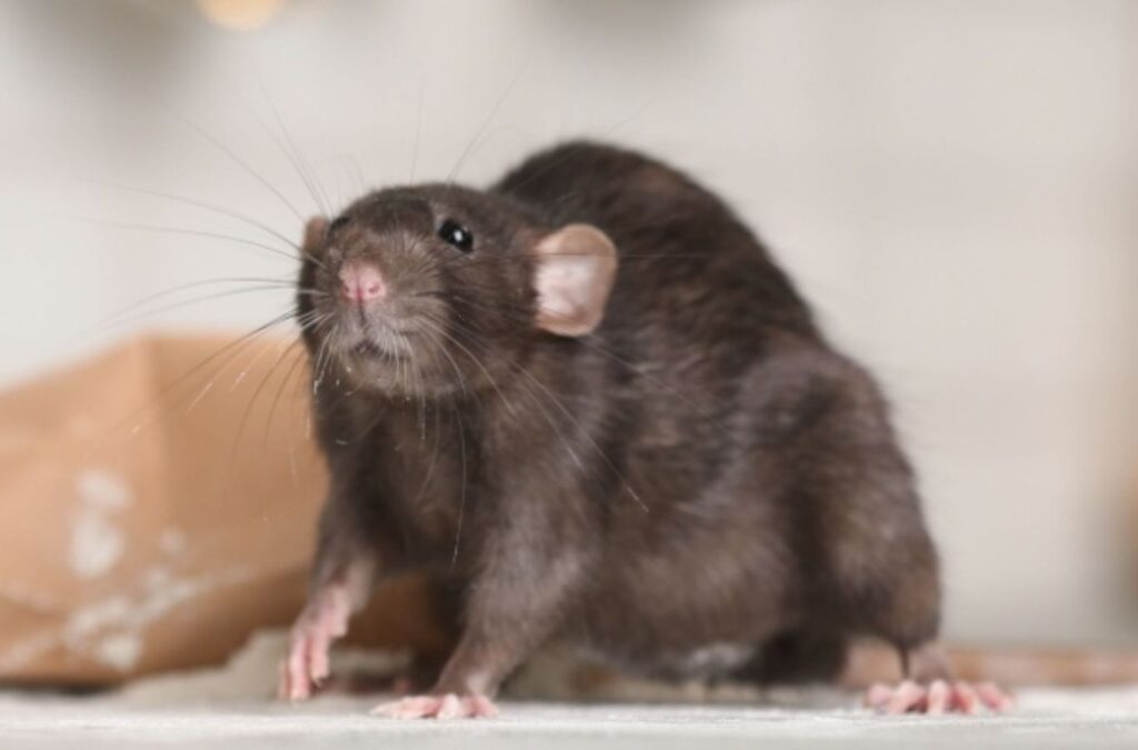 A Habitat Pest & Lawn expert sealing rodent entry points in an Eagle, ID home, ensuring long-term pest prevention.