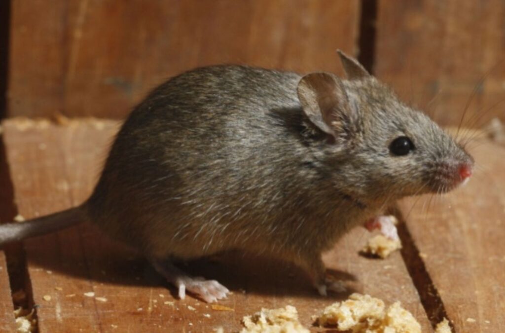 A Habitat Pest & Lawn specialist sealing a rodent entry point in a Kuna, ID home, ensuring long-term pest prevention.