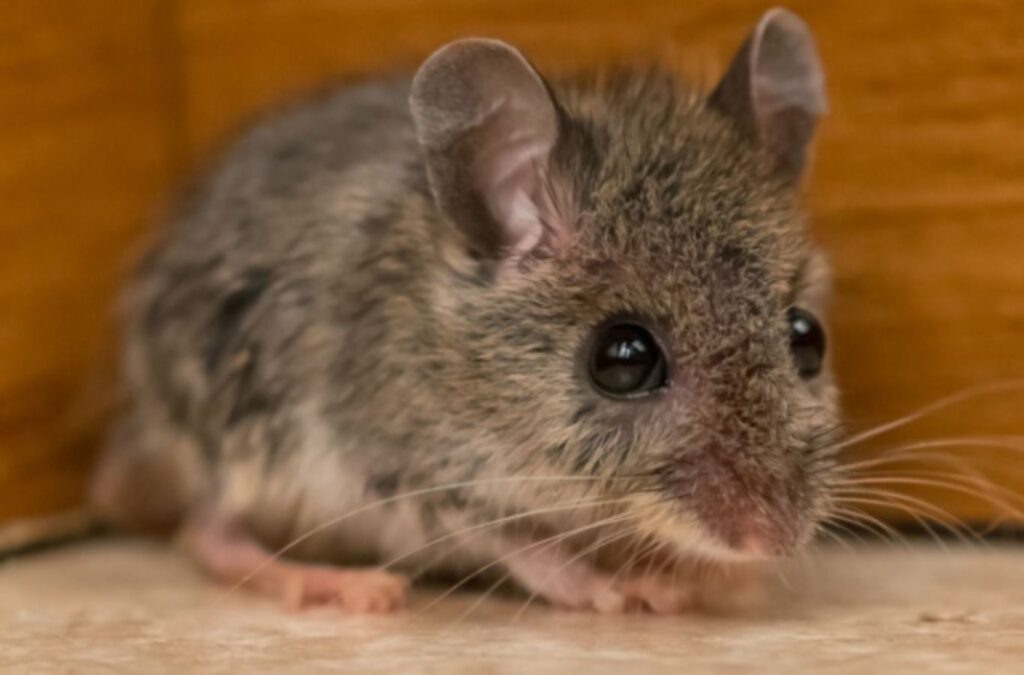 A Habitat Pest & Lawn specialist sealing rodent entry points in a Star, ID home, ensuring long-term pest prevention.