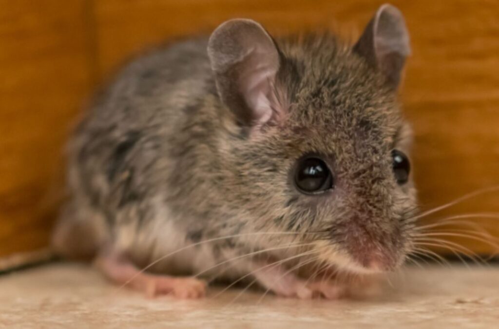 A certified rodent control expert consulting with a homeowner in Meridian, ID about effective pest prevention strategies. Rodent Control near me.